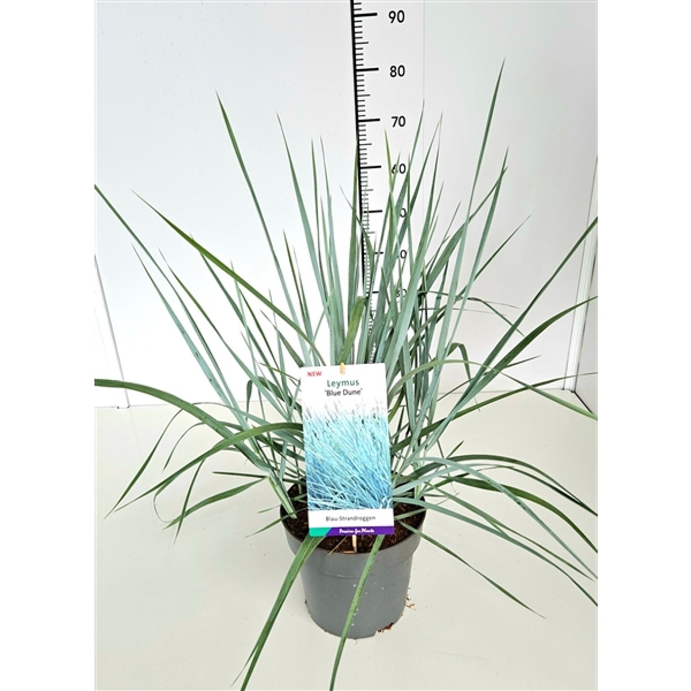 Strandråg – Leymus arenarius 'Blue Dune' - C5